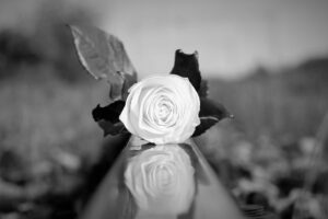 stop children suicide, white rose on rail, tragedy-5004892.jpg