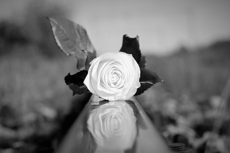 stop children suicide, white rose on rail, tragedy-5004892.jpg